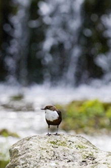 Dipper Cinclus cinclus Derbyshire April UK