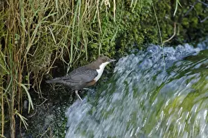 Cinclus Cinclus Prints: Dipper Cinclus cinclus below entrance to nest Derbyshire spring