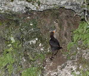 Dipper Cinclus cinclus feeding chicks at nest Derbyshire spring Dipper Cinclus cinclus feeding chicks at nest Derbyshire spring