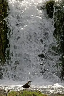 Bird Prints: Dipper Cinclus cinclus feeding in river Derbyshire spring