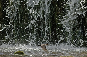 Dipper Cinclus cinclus flying across face of waterfall Derbyshire spring Dipper Cinclus cinclus flying across face of waterfall Derbyshire spring