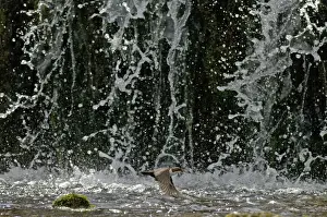 Cinclus Cinclus Prints: Dipper Cinclus cinclus flying across face of waterfall Derbyshire spring