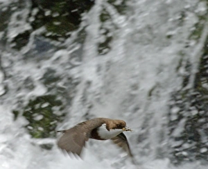 Dipper Cinclus cinclus flying across waterfall with food in mouth for young at nest Dipper Cinclus cinclus flying across waterfall with food in mouth for young at nest