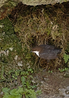 Dipper Cinclus cinclus at nest under overhang by waterfalll Derbyshire April UK