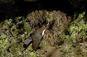 Dipper Cinclus cinclus at nest under overhang by waterfalll Derbyshire April UK Dipper Cinclus cinclus at nest under overhang by waterfalll Derbyshire April UK