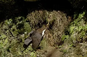 Dipper Cinclus cinclus at nest under overhang by waterfalll Derbyshire April UK
