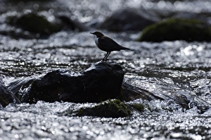Cinclus Cinclus Prints: Dipper Cinclus cinclus Northumberland winter