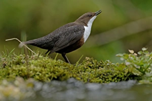 Dipper Cinclus cinclus in song Derbyshire April UK