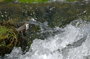 Cinclus Cinclus Prints: Dipper Cinclus cinclus at waterfall Derbyshire April, UK
