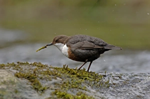 Cinclus Cinclus Prints: Dipper feeding on caddis fly larva Derbyshire spring