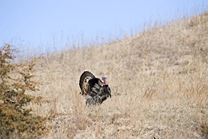 Displaying Wild Turkey Meleagris gallopavo Nebraska USA April Displaying Wild Turkey Meleagris gallopavo Nebraska USA April