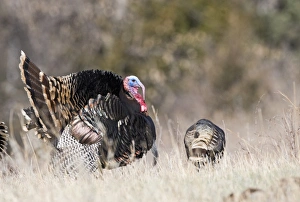 Displaying Wild Turkey Meleagris gallopavo Nebraska USA April