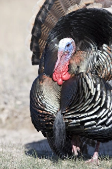 Wild Turkey Meleagris gallopavo Nebraska USA April