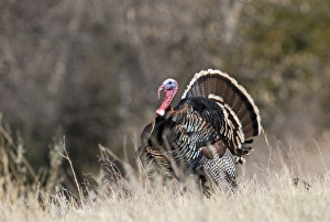 Displaying Wild Turkey Meleagris gallopavo Nebraska USA April