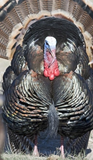 Displaying Wild Turkey Meleagris gallopavo Nebraska USA April