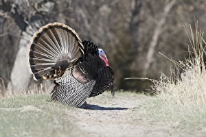 Displaying Wild Turkey Meleagris gallopavo Nebraska USA April