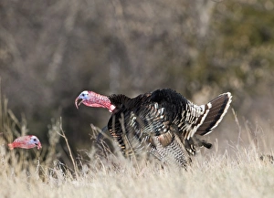 Displaying Wild Turkey Meleagris gallopavo Nebraska USA April