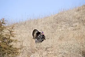 Courtship Prints: Displaying Wild Turkey Meleagris gallopavo Nebraska USA April