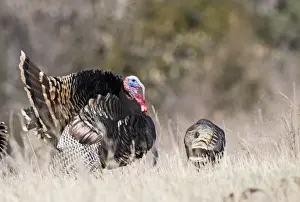 Displaying Wild Turkey Meleagris gallopavo Nebraska USA April