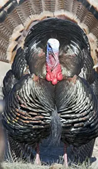 Displaying Wild Turkey Meleagris gallopavo Nebraska USA April