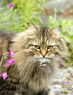 Domestic tabby cat with mouse UK