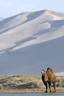 Domesticated Bactrian Camel Camelus batrianus at the base of Khongoryn Els sand dunes Domesticated Bactrian Camel Camelus batrianus at the base of Khongoryn Els sand dunes