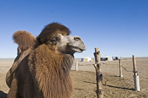 Domesticated Bactrian Camel Camelus batrianus breeding male in pen at nomads Ger