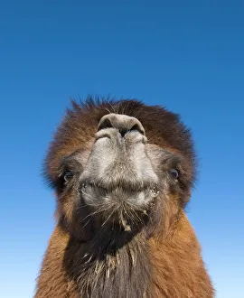 Domesticated Bactrian Camel Camelus batrianus breeding male in pen at nomads Ger Domesticated Bactrian Camel Camelus batrianus breeding male in pen at nomads Ger