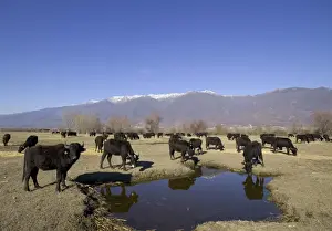 Greece Prints: Domesticated Water Buffalo, Lake Kerkini Greece winter