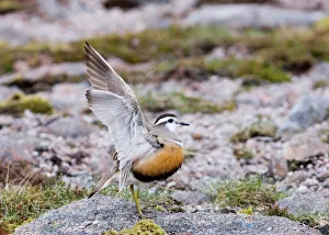 Dotterel Charadrius morinellus female Cairngorm National Park Scottish Highlands May Dotterel Charadrius morinellus female Cairngorm National Park Scottish Highlands May