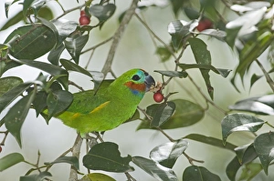 Double-eyed Fig Parrot (Dwarf Fig Parrot) Cyclopsitta diopthalma feeding on fig tree Double-eyed Fig Parrot (Dwarf Fig Parrot) Cyclopsitta diopthalma feeding on fig tree