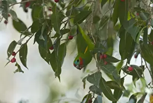 Parrot Prints: Double-eyed Fig Parrot (Dwarf Parrot) Cyclopsitta diopthalma Queensland Australia