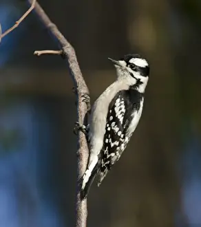 North America Prints: Downy Woodpecker Picoides pubescens female Florida