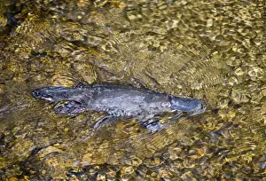 Mammal Prints: Duck-billed Platypus Kingfisher Park Queensland Australia