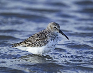 Dunlin, Calidris alpina, adult in winter plumage, Lindisfarne, Northumberland, winter, UK Dunlin, Calidris alpina, adult in winter plumage, Lindisfarne, Northumberland, winter, UK