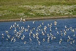 Dunlin Calidris alpina arriving at high tide roost on pits at Snettisham RSPB Reserve Dunlin Calidris alpina arriving at high tide roost on pits at Snettisham RSPB Reserve