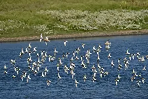 Waders Prints: Dunlin Calidris alpina arriving at high tide roost on pits at Snettisham RSPB Reserve