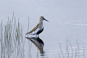 Dunlin Calidris alpina in breeding plumage Loch Funzie Fetlar Shetland summer Dunlin Calidris alpina in breeding plumage Loch Funzie Fetlar Shetland summer