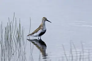 Fetlar Prints: Dunlin Calidris alpina in breeding plumage Loch Funzie Fetlar Shetland summer