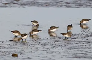 Waders Prints: Dunlin Calidris alpina flock feeding Norfolk winter