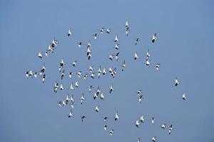 Dunlin Calidris alpina flock over scrape at Minsmere RSPB Reserve Suffolk April Dunlin Calidris alpina flock over scrape at Minsmere RSPB Reserve Suffolk April