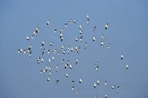 Flock Prints: Dunlin Calidris alpina flock over scrape at Minsmere RSPB Reserve Suffolk April