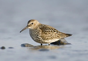 Dunlin Calidris alpina juvenile Snettisham Norfolk September Dunlin Calidris alpina juvenile Snettisham Norfolk September