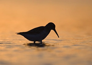 Dunlin Calidris alpina silhouetted at dusk Snettisham Norfolk September Dunlin Calidris alpina silhouetted at dusk Snettisham Norfolk September