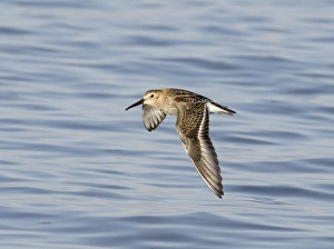 Dunlin Calidris alpina, Snettisham, Norfolk, September