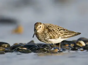 Dunlin Calidris alpina Snettisham Norfolk September