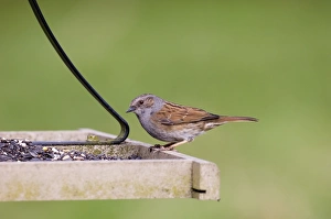 Dunnock on bird table UK winter