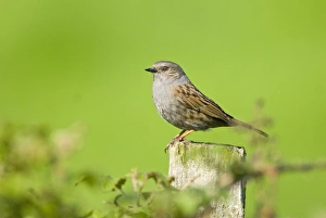 Hedge Sparrow Prints: Dunnock Prunella modularis Kent spring
