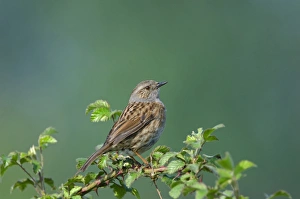 Dunnock Prints: Dunnock Prunella modularis Norfolk spring