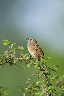 Dunnock Prunella modularis in song Norfolk spring